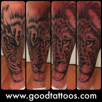  Lion Tiger Black and Gray by Ian The Comedian 