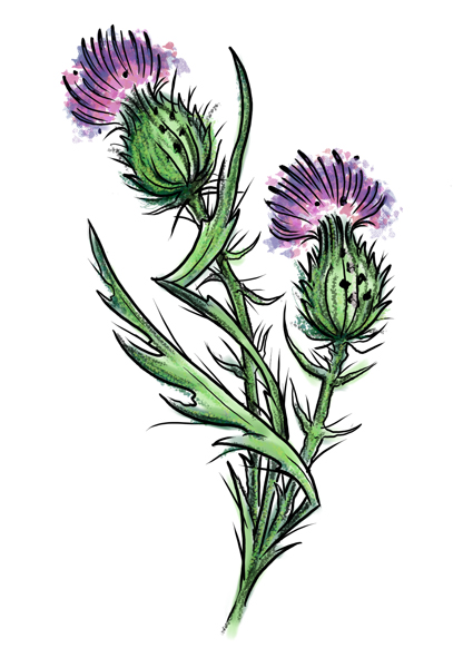 Thistle water color style